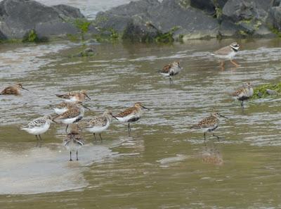 Los últimos migrantes