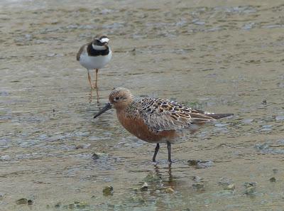 Los últimos migrantes