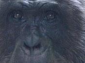 chimpancé mateo necesita ayuda