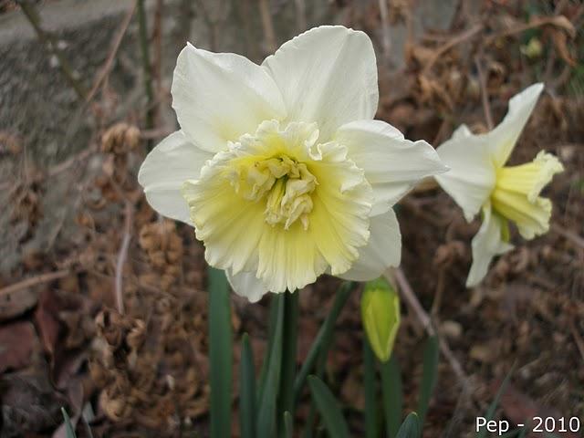 Primeros narcisos en rosaledas invernales