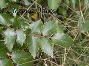 Mahonia asilvestrada