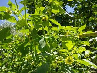 PHYSALIS IXOCARPA VERDE, UNA EXOTICA EN MI HUERTO