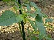 Physalis ixocarpa verde, exotica huerto