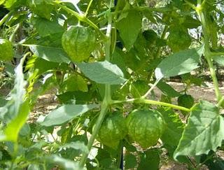 PHYSALIS IXOCARPA VERDE, UNA EXOTICA EN MI HUERTO