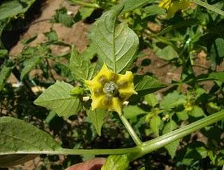 PHYSALIS IXOCARPA VERDE, UNA EXOTICA EN MI HUERTO