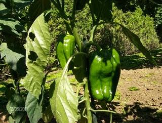 LOS PIMIENTOS ENTRAN EN PRODUCCION