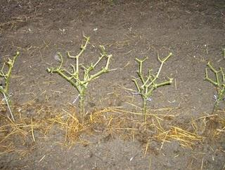 LOS PIMIENTOS ENTRAN EN PRODUCCION