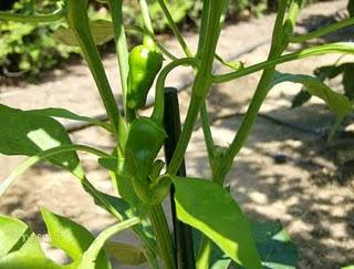 LOS PIMIENTOS ENTRAN EN PRODUCCION