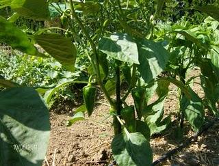 LOS PIMIENTOS ENTRAN EN PRODUCCION