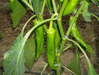 LOS PIMIENTOS ENTRAN EN PRODUCCION