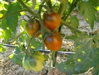 TOMATES CIRUELA NEGRA Y BLUE