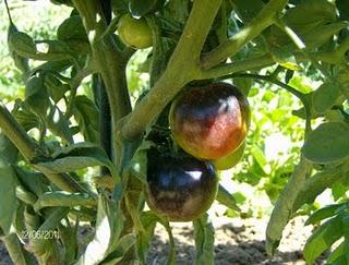 TOMATES CIRUELA NEGRA Y BLUE