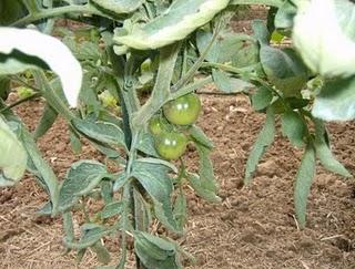 TOMATES CIRUELA NEGRA Y BLUE