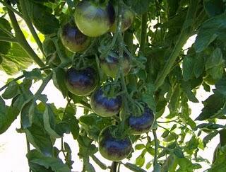 TOMATES CIRUELA NEGRA Y BLUE