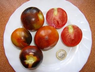 TOMATES CIRUELA NEGRA Y BLUE