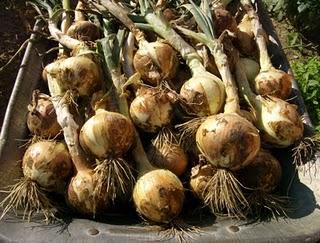 CEBOLLAS Y AJOS EN RECOLECCION