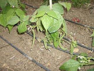 MIS HORTALIZAS SIGUEN DANDO SUS FRUTOS