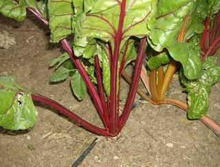 MIS HORTALIZAS SIGUEN DANDO SUS FRUTOS