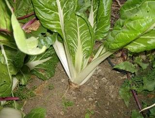 MIS HORTALIZAS SIGUEN DANDO SUS FRUTOS