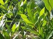 laurel