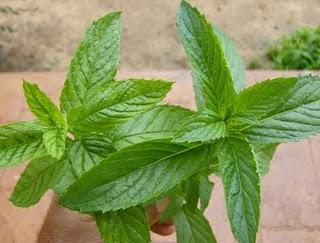 LA HIERBABUENA Y LA MENTA
