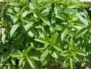 LA HIERBABUENA Y LA MENTA