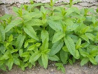 LA HIERBABUENA Y LA MENTA