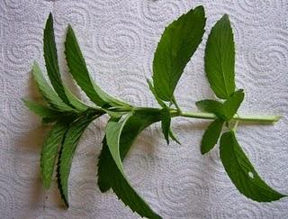 LA HIERBABUENA Y LA MENTA