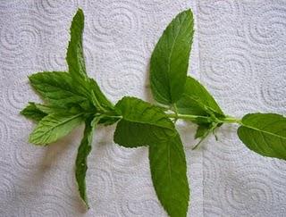 LA HIERBABUENA Y LA MENTA