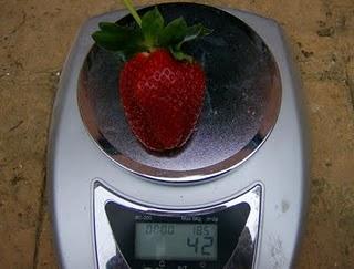 FRESONES, NISPEROS. A partir de ahora, las fruterías deben de esperar.