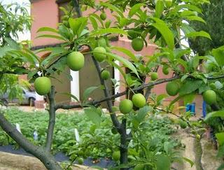 LAS FRUTAS MAS ADELANTADAS DE MIS ARBOLES FRUTALES