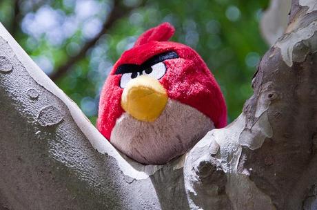 Angry Bird wildlife