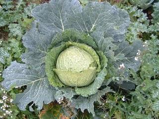 Repollo excelente para cicatrices,ulceras reumas Repollo excelente para cicatrices,ulceras reumas