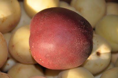 Tarta Con Albaricoques De Huesca Tarta Con Albaricoques De Huesca