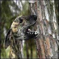 Cazando Ecoterroristas