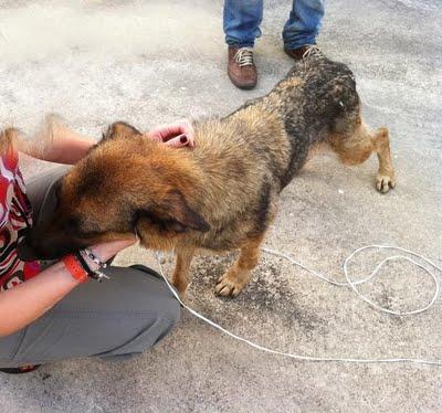 LOBA, pastora alemana en los huesos, ha acabado en la perrera. Necesita acogida o adopción urgente!!
