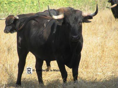 José Escolar y Conde de la Maza en Cèret