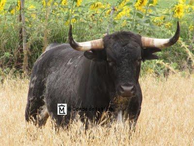José Escolar y Conde de la Maza en Cèret