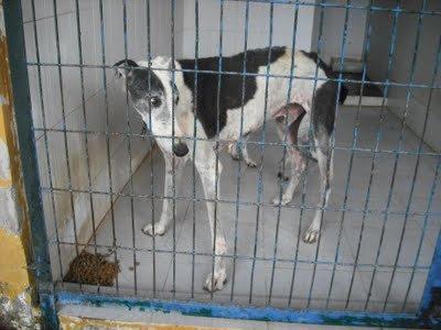 SOS!! GALGO ABUELITO EN LA PERRERA DE JEREZ. (Cadiz)