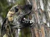 Cazando Ecoterroristas