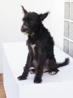 Casper, cachorro pequeño !!INVISIBLE!! 8 meses difundiendo y nadie se fija en el. Algeciras (CADIZ)