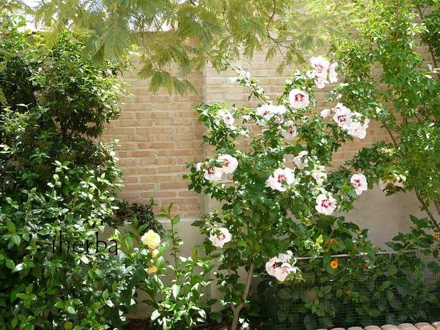 Un paseo por el jardín