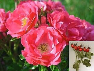 Rosa canina apasigua diarrea,dolores menstruales,infecciones