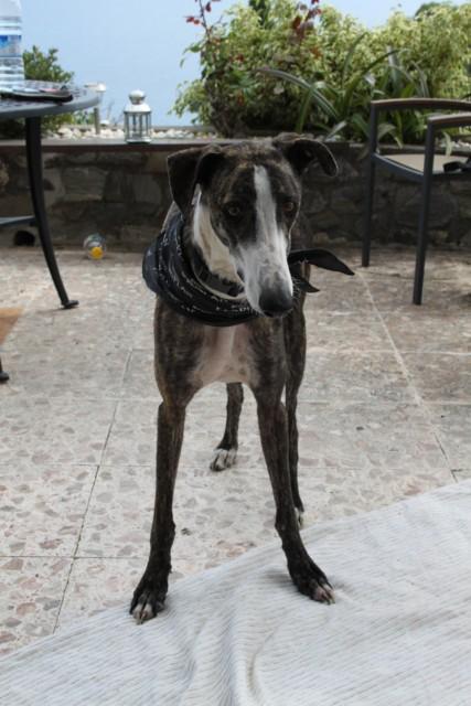 SHELDON: empeorando drásticamente... (GRANADA). URGENTE ACOGIDA!!