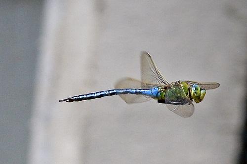 ODONATA (Libélulas y caballitos del diablo) de Aragón