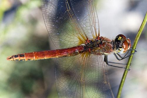 ODONATA (Libélulas y caballitos del diablo) de Aragón