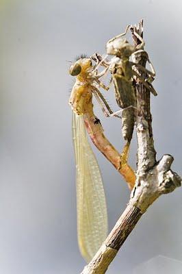 ODONATA (Libélulas y caballitos del diablo) de Aragón