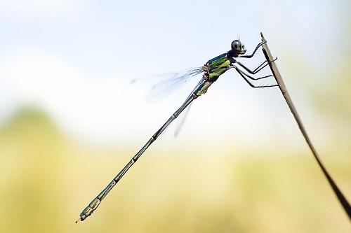 ODONATA (Libélulas y caballitos del diablo) de Aragón