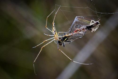 ODONATA (Libélulas y caballitos del diablo) de Aragón