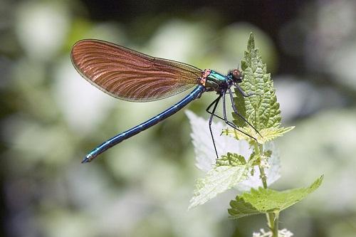 ODONATA (Libélulas y caballitos del diablo) de Aragón